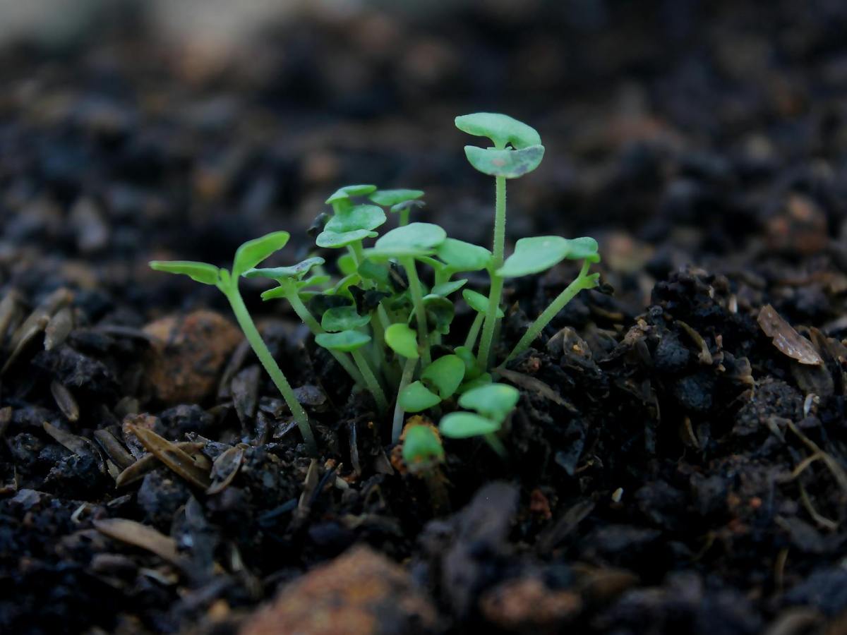 Composting Part One: Life From&nbsp;Death